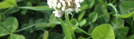 Fleur de trèfle blanc